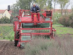 technology and expertise  harvest loader PHARMASAAT  photo:harvest of Artemisia campestris